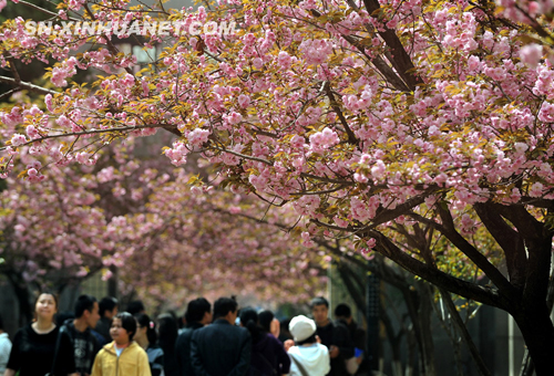 西安櫻花 美不勝收