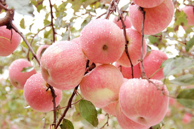 網絡媒體陜西行走訪蘋果之鄉洛川