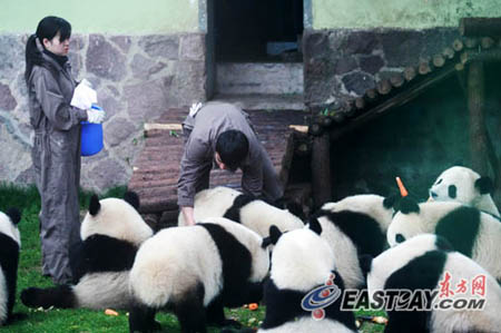 來滬3個月世博熊貓均增肥 30萬游客目睹國寶風采
