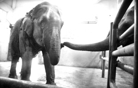 溫州母象貝貝下月遠嫁杭州