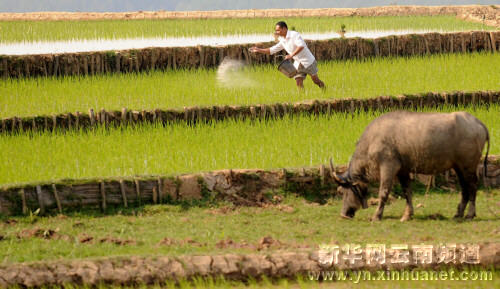 云南各地全力抗旱保春耕