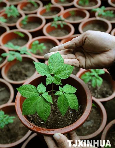 天津：盆栽西洋參技術獲得成功