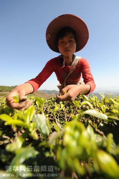 哈尼族群眾抗旱自救采茶忙