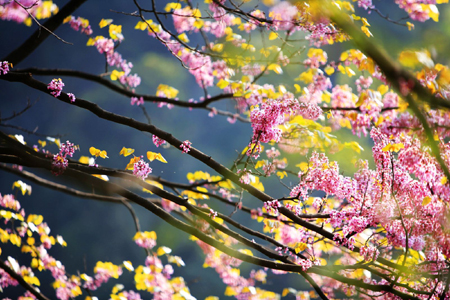 河南西峽老君洞景區舉辦首屆紫荊花節