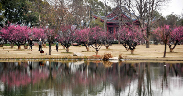 長沙橘子洲打造“生態島”
