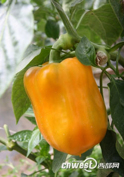 全國網(wǎng)絡(luò)媒體陜西行聚焦安塞 感受安塞發(fā)展模式