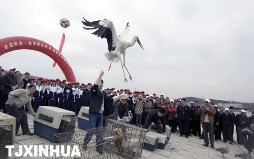 天津放飛珍稀候鳥