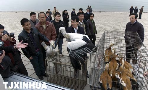 天津放飛珍稀候鳥