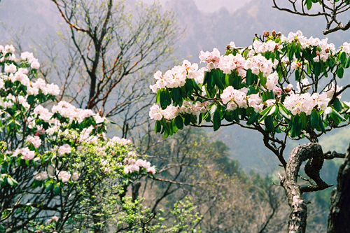 河南西峽七彩谷景區(qū)驚現(xiàn)3萬(wàn)畝野生杜鵑群