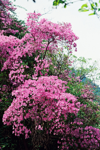 河南西峽七彩谷景區(qū)驚現(xiàn)3萬(wàn)畝野生杜鵑群