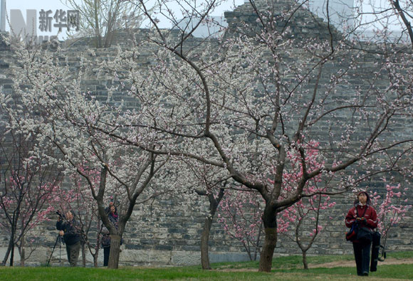 明城墻下賞梅花