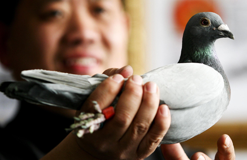 北京賽鴿勇奪鴿王大賽桂冠