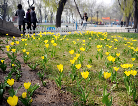 春日游園樂陶陶