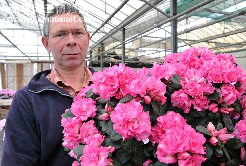 比利時杜鵑花新品種冠名“云南”