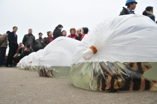 千萬尾魚苗放流洞庭湖