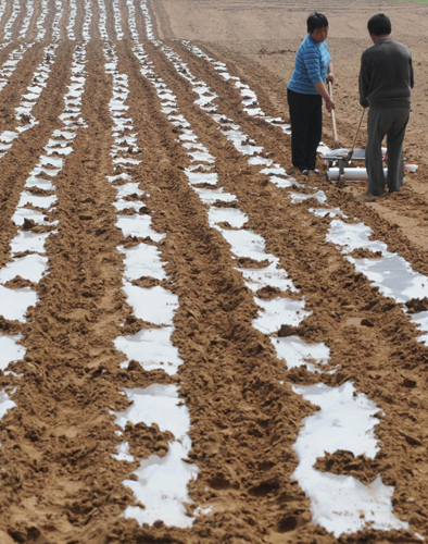 河南農民趁墑播種