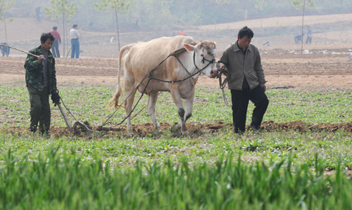 河南農民趁墑播種