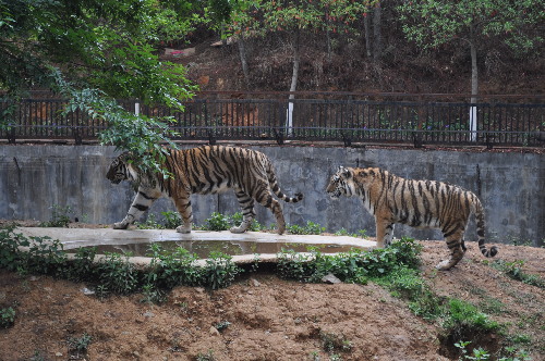 母虎“寧寧”預計8月產虎仔