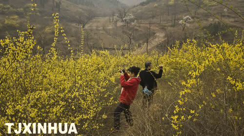 天津薊縣發(fā)現(xiàn)千畝連翹園