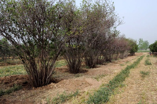 河南南陽發生“毀麥種樹”事件 上百畝小麥被鏟