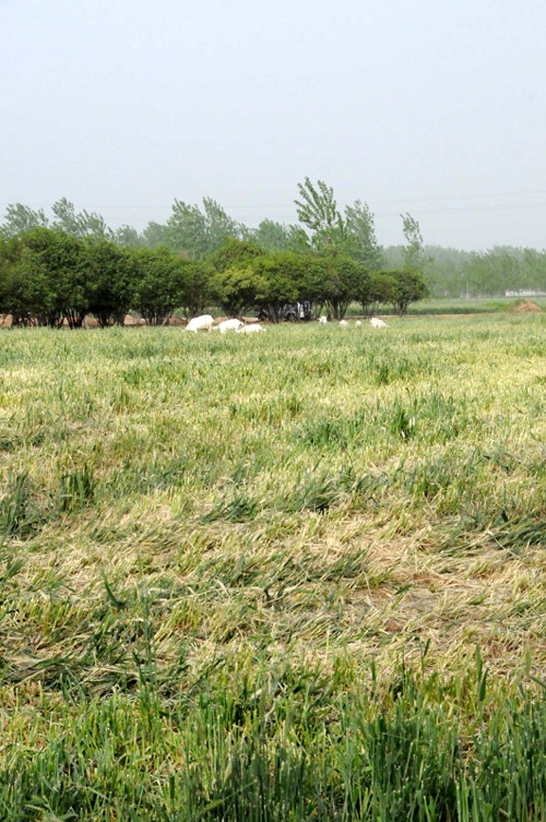 河南南陽(yáng)發(fā)生“毀麥種樹”事件 上百畝小麥被鏟