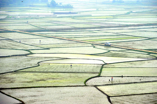 廣西春耕生產(chǎn)加快推進(jìn)