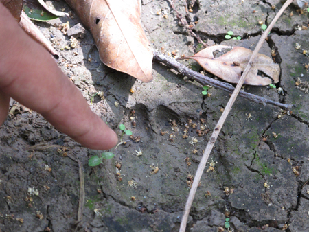 南滾河自然保護(hù)區(qū)：一邊干旱人工補(bǔ)水一邊引水幫助受災(zāi)邊民