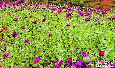 湖南山村發現疑似罌粟花 縣政法委調查(圖)