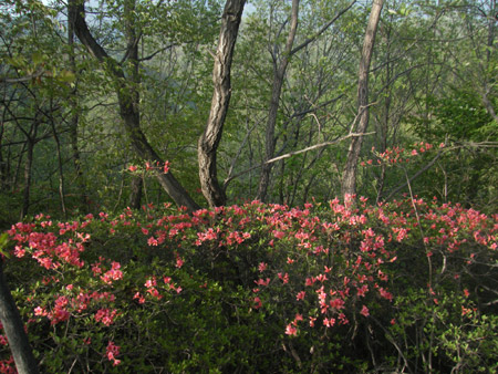 龍隱景區，杜鵑觀賞最佳地