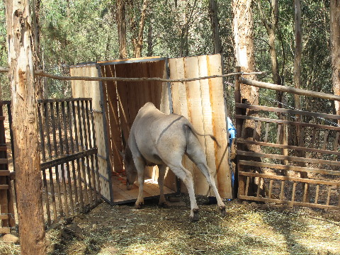 深圳2頭大齡羚羊成老大難 云南1頭大羚羊今赴深圳當“上門女婿”