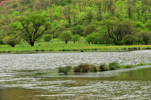 神農架高山濕地大九湖掠影