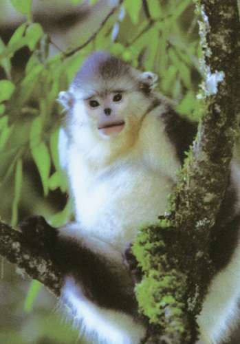 云南啟動第二批“極小種群物種保護”項目