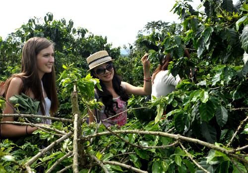 中外佳麗走進云南德宏咖啡林
