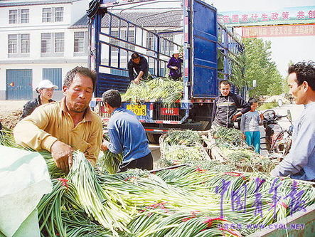 山東蒜薹價(jià)格開(kāi)秤每公斤7.2元?jiǎng)?chuàng)新高(圖)