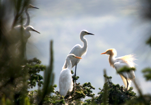 丹江口庫(kù)區(qū)成“鷺鳥天堂”