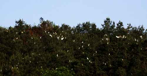 丹江口庫(kù)區(qū)成“鷺鳥天堂”