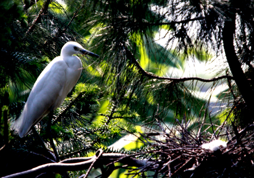 丹江口庫區成“鷺鳥天堂”