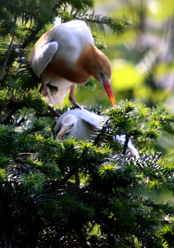 丹江口庫區成“鷺鳥天堂”