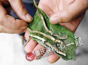 沙坪壩虎峰山發現蟲草 小心服用以免中毒(圖)