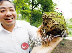 沙坪壩虎峰山發現蟲草 小心服用以免中毒(圖)