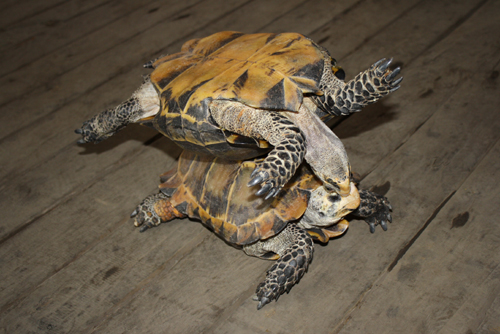 昔日寵物今成負擔 凹甲陸龜遷居云南野生動物園