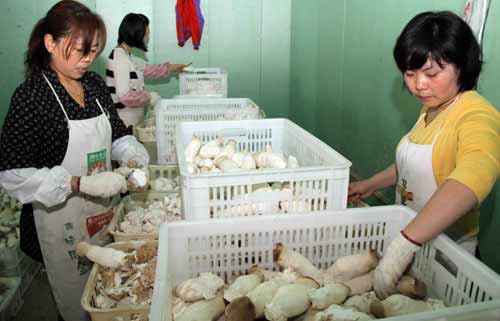 福建對口援建四川彭州：收割碩果 新的開始