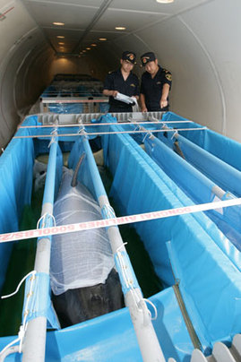 大連海關十分鐘驗放八只進口海豚