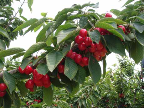 “旅順大櫻桃”獲得國家農(nóng)產(chǎn)品地理標(biāo)志認(rèn)證