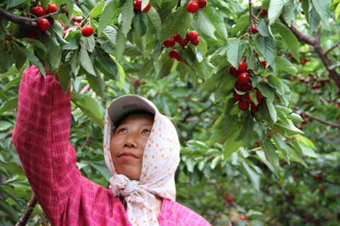 櫻桃節搭臺 旅順果農增收有保證