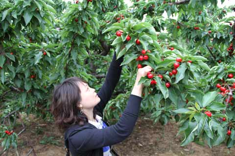 櫻桃節搭臺 旅順果農增收有保證