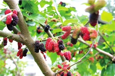 北京采摘季 鮮果正當(dāng)時(shí)(組圖)