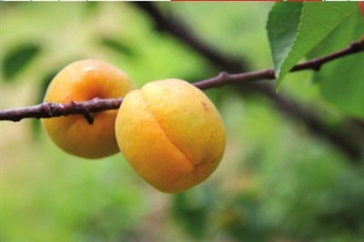 北京采摘季 鮮果正當(dāng)時(shí)(組圖)