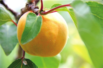 北京采摘季 鮮果正當(dāng)時(shí)(組圖)