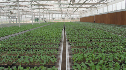 陜西楊凌示范區現代農業取得突破性的進展